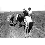apd08. Child farm labour – picking potatoes